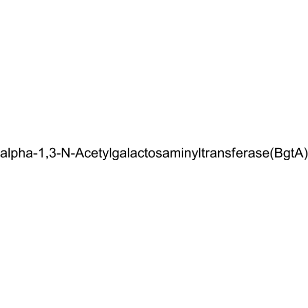 alpha-1,3-N-Acetylgalactosaminyltransferase (BgtA) 9067-69-0